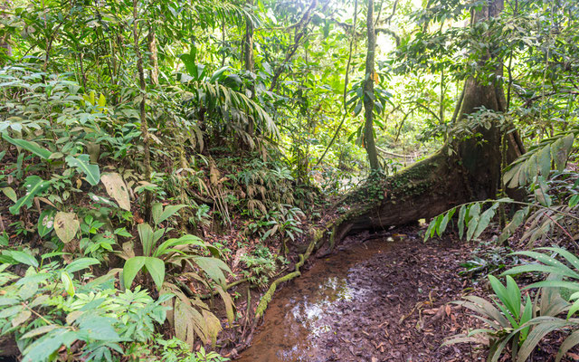 Forêt de La Selva