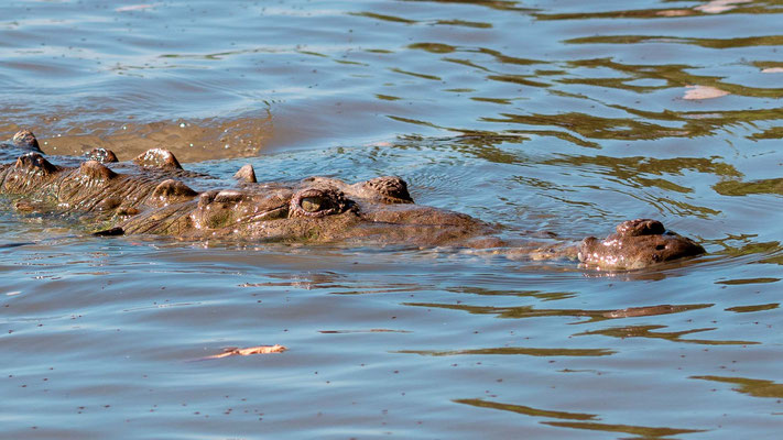 Crocodile d'Amérique, Crocodylus acutus, fleuve Tarcoles