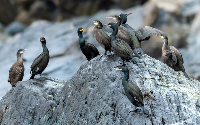 Cormoran huppé, Phalacrocorax aristotelis