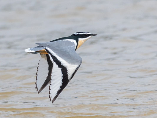 Pluvian fluviatile,  Pluvianus aegyptius. Observé sur la White Volta River vers le village de Daboya