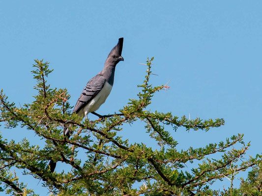 Touraco à ventre blanc, Corythaixoides leucogaster