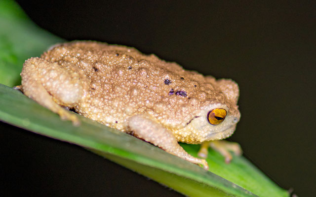 Callulina kreffti