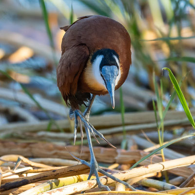 Jacana à poitrine dorée, Actophilornis africanus