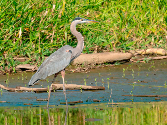 Grand héron, Ardea heriodas, fleuve Tarcoles