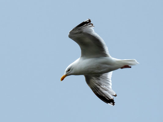 European Herring Gull, Larus argentatus