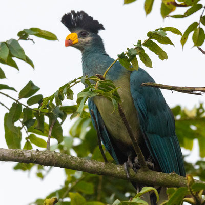 Touraco géant, Corythaeola cristata