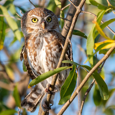 Chevêchette perlée, Glaucidium perlatum