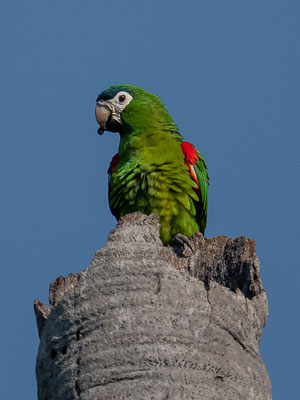 Red-shouldered Macaw, Diopsittaca nobilis