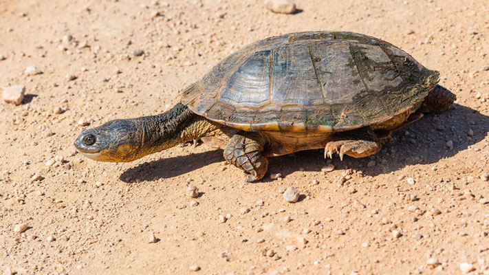 Big-headed pantanal swamp turtle, Acanthochelys macrocephala, Decreasing population!