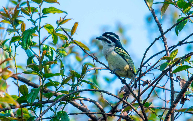 Barbion à croupion jaune, Pogoniulus bilineatus