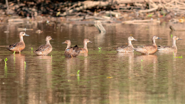 Sarcelle à ailes bleues, Anas discors, fleuve Tarcoles