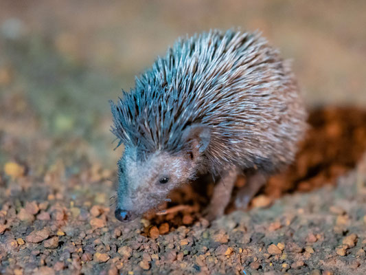 Hérisson à ventre blanc, Atelerix albiventris. Notre première rencontre avec un hérisson en Afrique