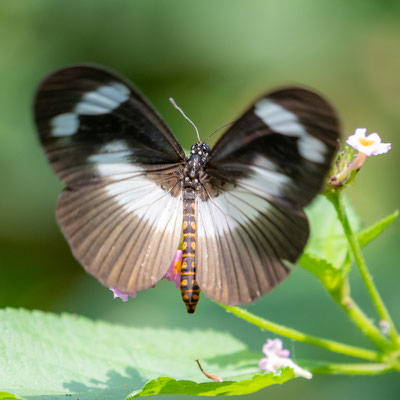 Pseudacraea eurytus 