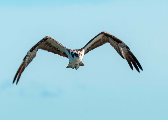 Balbuzard pêcheur, Pandion haliaetus, fleuve Tarcoles