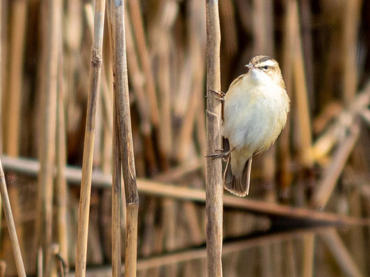 Phragmite des jonc, Acrocephalus schoenobaenus