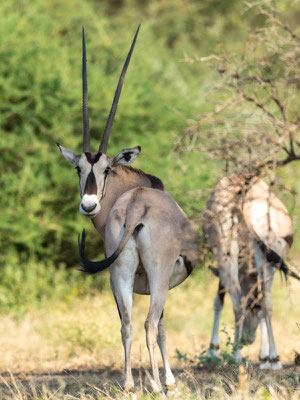 Orix beisa, Oryx beisa. Parc national d'Awash