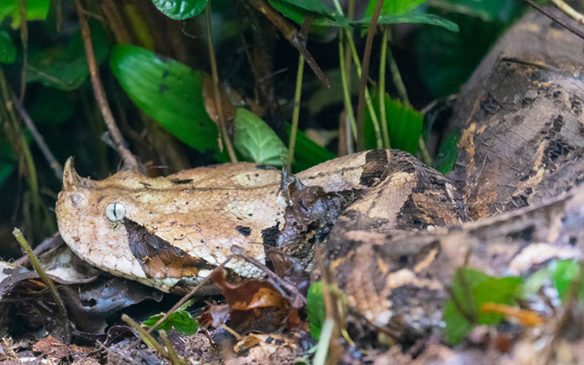 Vipère du Gabon de l'Ouest, Bitis rhinoceros