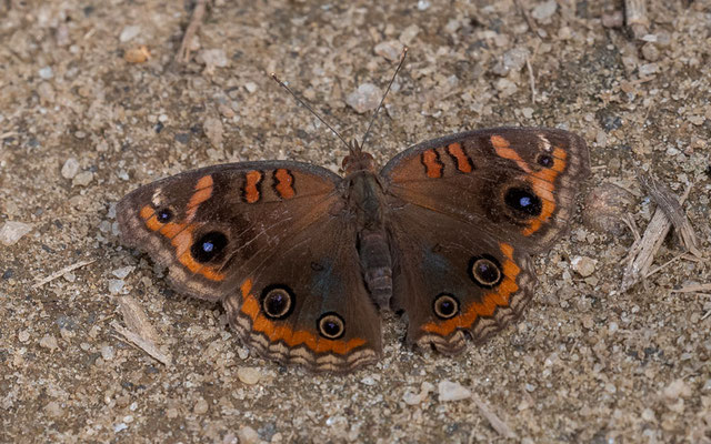 Junonia genoveva 