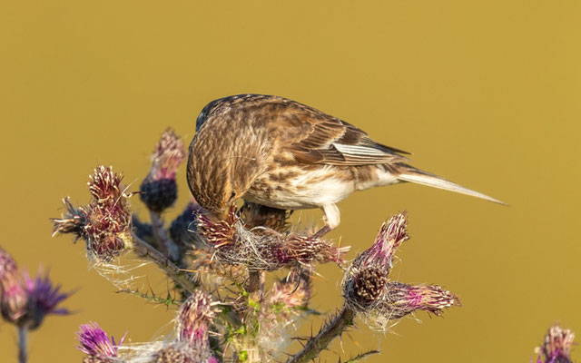 Twite, Linaria flavirostris