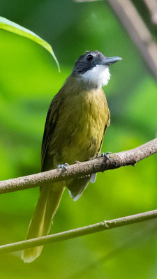 Bulbul à barbe blanche, Criniger calurus 