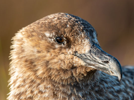 Great skua portrait, Stercorarius skua