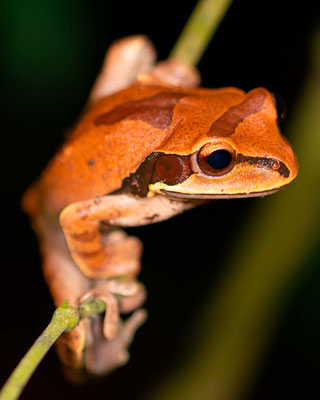 Craugastor crassidigitus, observée dans la forêt autour de Villa Lapas