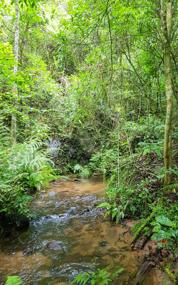 Ambiance dans la forêt tropicale