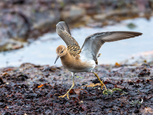 Combattant varié, Philomachus pugnax