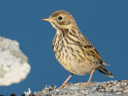 Meadow Pipit , Anthus pratensis