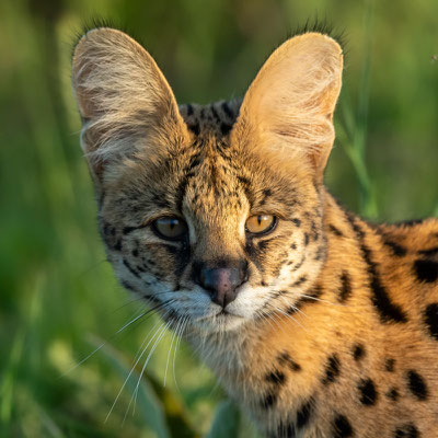 Série du portrait du Serval, Leptailurus serval