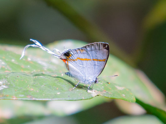 Hypolycaena liara