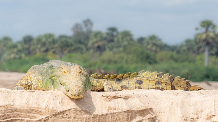 Enorme individu du Crocodile du Nil, Crocodylus niloticus 