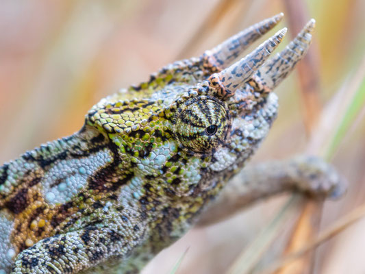 Johnston's three-horned chameleon, Trioceros johnstoni, male
