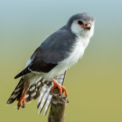 Pygmy Falcon, Polihierax semitorquatus