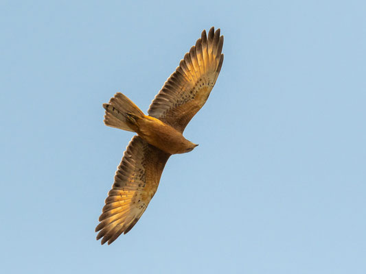 Busautour des sauterelles,  Butastur rufipennis