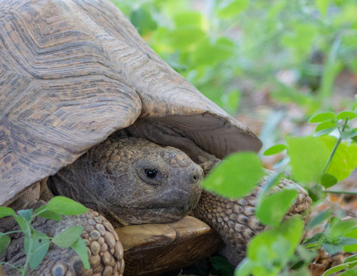 Leopard tortoise , Stigmochelys pardalis. Awash National park