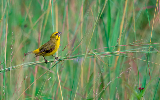 Serin du Mozambique, Serinus mozambicus