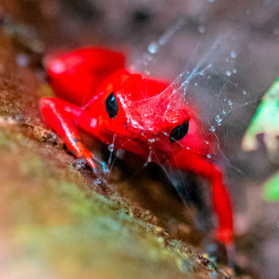 Dendrobate fraise, Oophaga pumilio