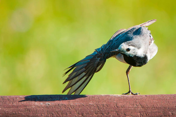 Bergeronnette grise, Motacilla alba