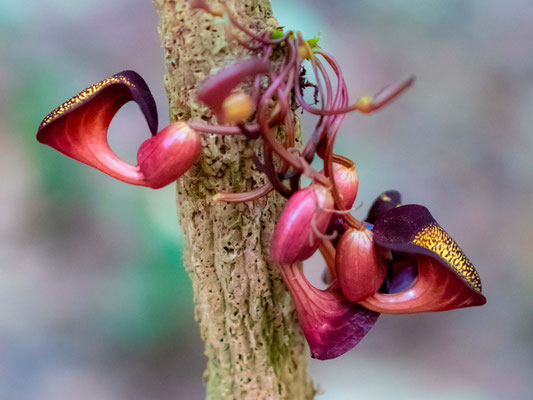 Aristolochia sp. dans le PN de Carara