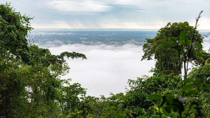 La forêt tropicale des Uzungwa