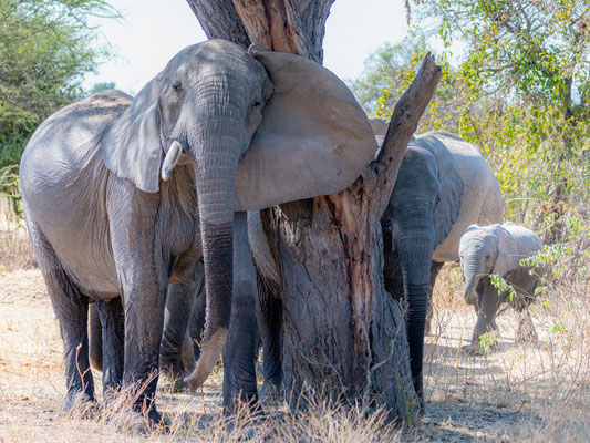 L' Eléphant de savane, Loxodonta africana