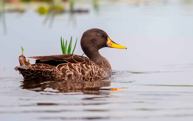 Canard à bec jaune, Anas undulata