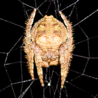 Araignée du Genre Caerostris