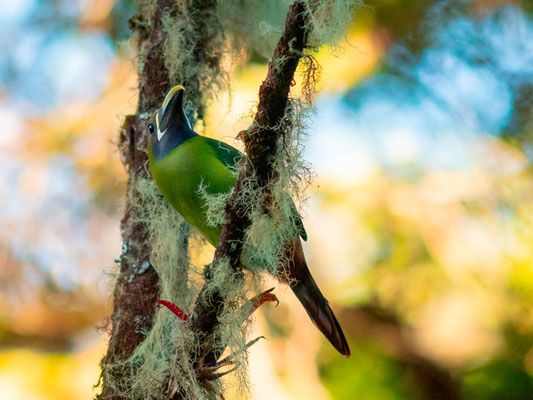 Toucanet émeraude, Aulacorhynchus prasinus