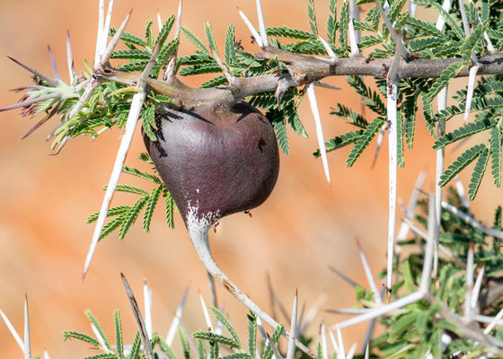 Acacia drepanolobium, des fourmis vivent dans les épines gonflées de ces arbres. Totale Symbiose.