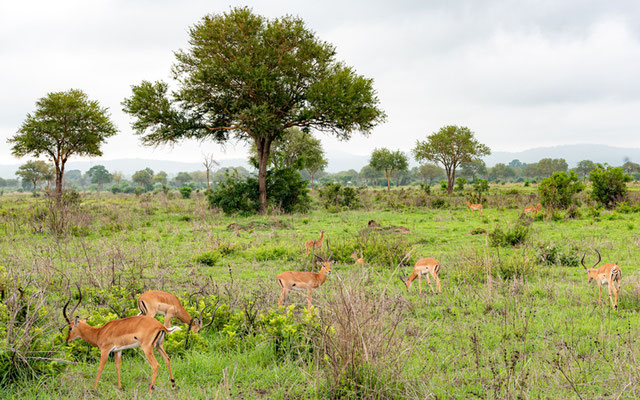 Impala, Aepyceros melampus