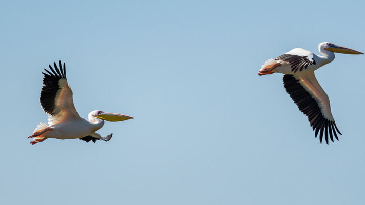 Great White Pelican,  Pelecanus onocrotalus