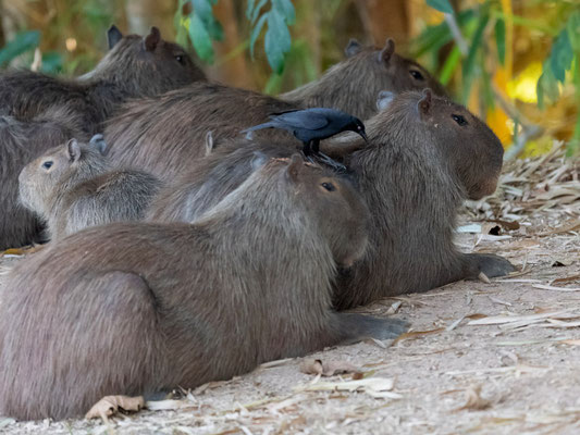 Capybara family, Hydrochoerus hydrochaeris
