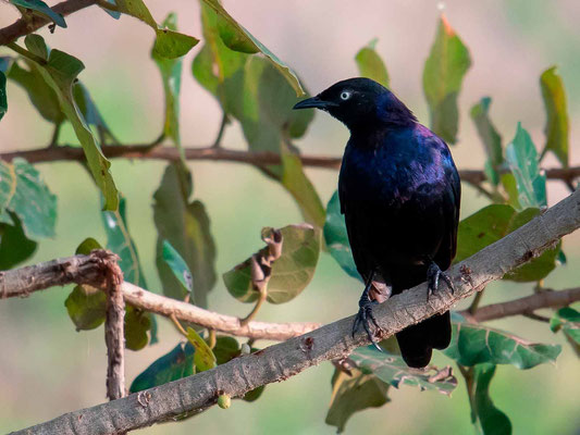 Choucador de Rüppell, Lamprotornis purpuroptera